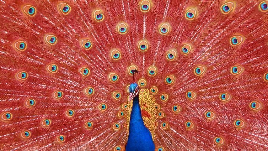 Tenali Raman and the Red Peacock