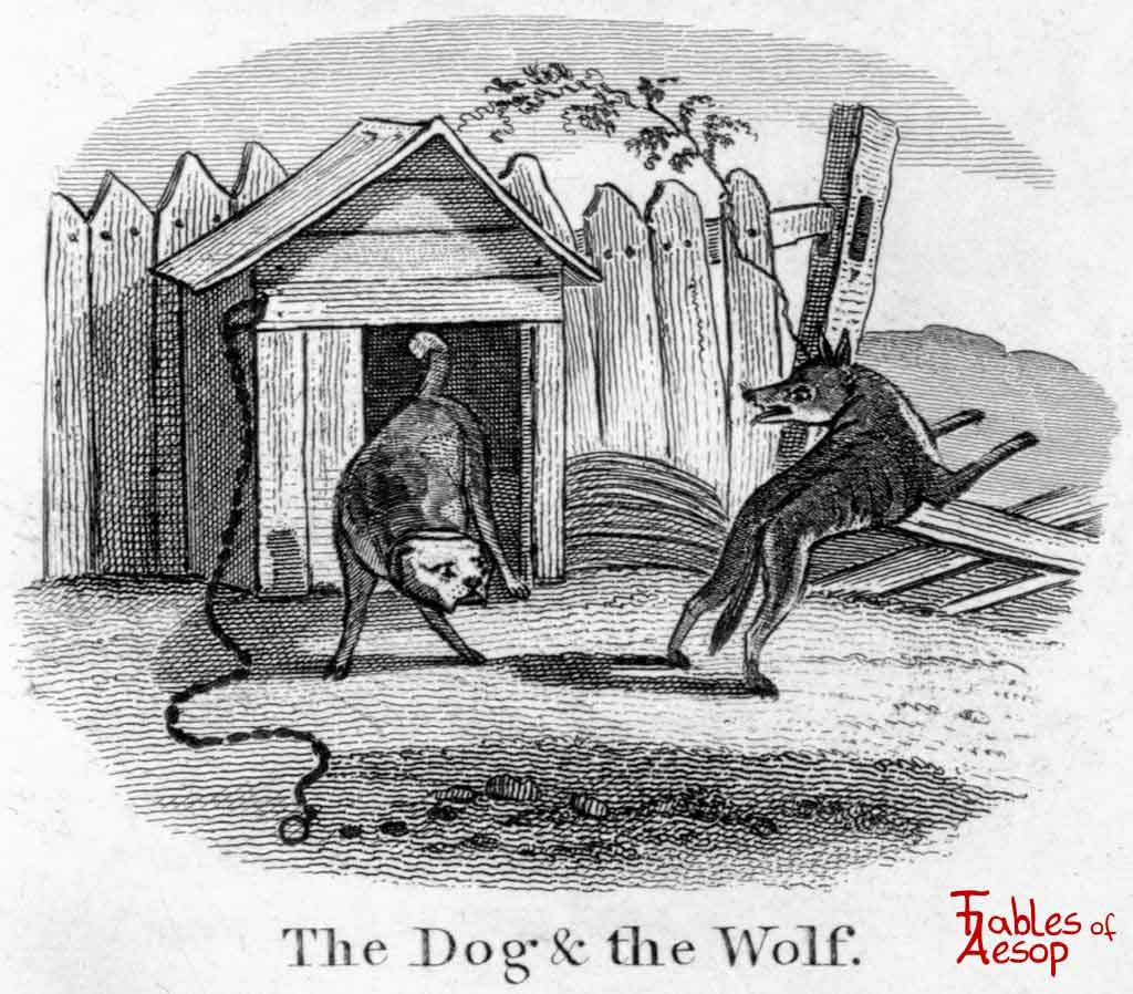 Le loup et le chien mince