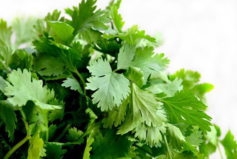 What is Coriander in Spanish?