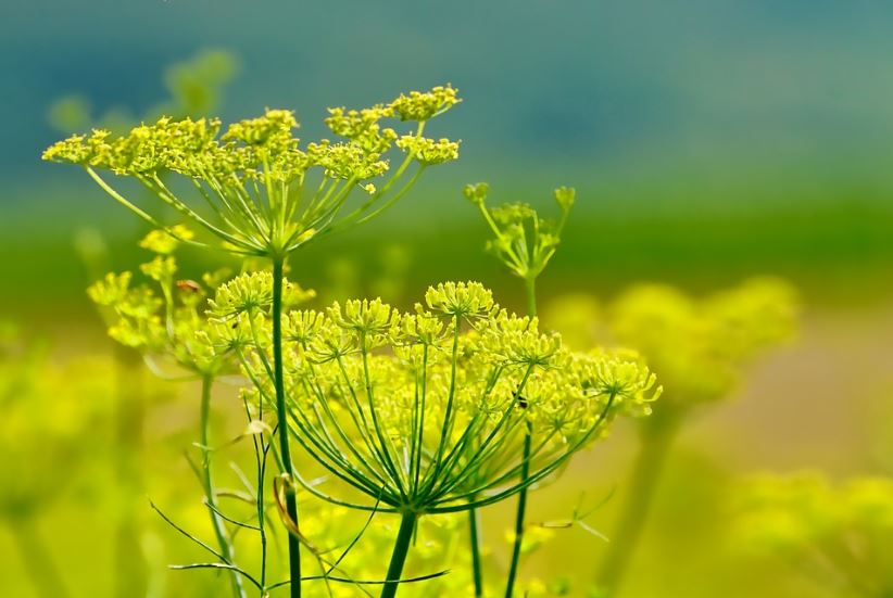 Fennel in French