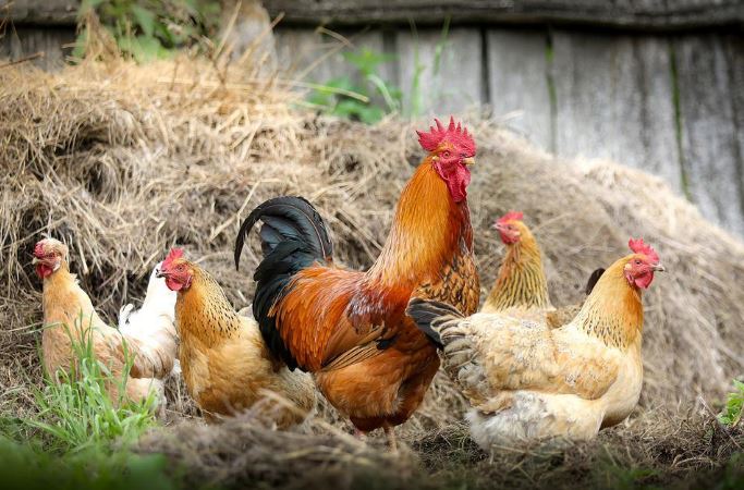 farm birds in Dutch or poultry birds in Dutch