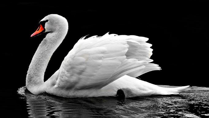 Swan, a magnificient water bird or water fowl 