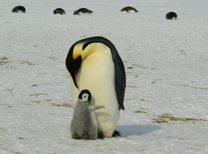 What is Penguin in Dutch Language?