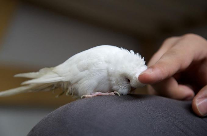 What are the different pet birds in Italian?