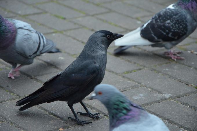 The crows and the pigeons of the world