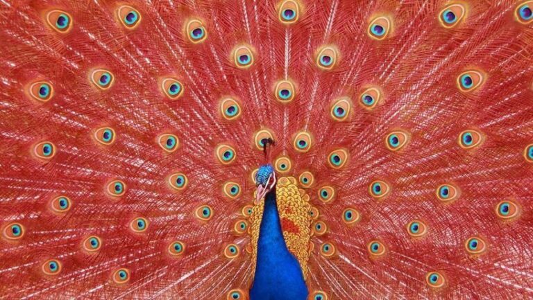 Tenaliram ki kahani with red peacock