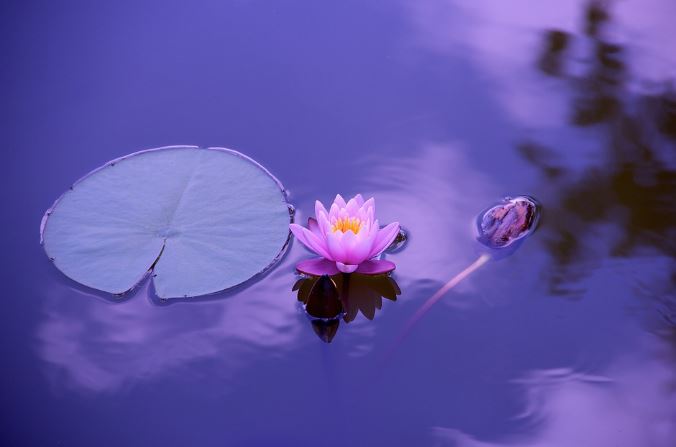 Lotus in Sanskrit