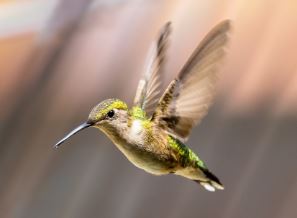 The Story of the First Hummingbird